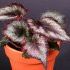 Begonia