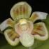S-au descoperit opt specii noi de orhidee