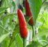 Capsicum