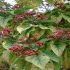 Clerodendron