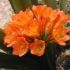Clivia