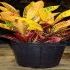Codiaeum sau Croton