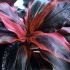 Cordyline