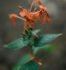 Crossandra