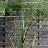 Cyperus
