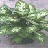 Dieffenbachia