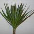 Dracena