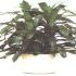 Dracena deremensis