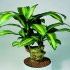 Dracena fragrans