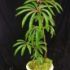 Begonia luxurians