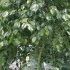 Ficus benjamina