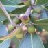 Ficus rubiginosa