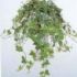 Hedera
