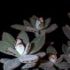 Kalanchoe