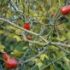 Macesele, un izvor de vitamine