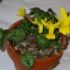 In octombrie se planteaza narcisele