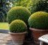 Buxus