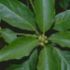 Persea gratissima