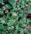 Ampelopsis