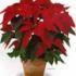 Poinsetia