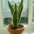 Sansevieria
