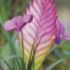 Plantele de ghiveci Tillandsia Cyanea