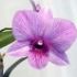 Dendrobium