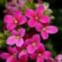 Kalanchoe blossfeldiana