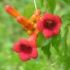 Campsis radicans