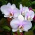 Camere devenite sere de flori cu  Phalaenopsis