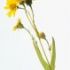 Tinctura de arnica