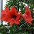 Cum sa facem sa infloreasca amaryllis