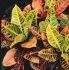 Croton