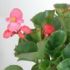 Begonia semperflorens