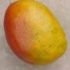 Cum obtineti un mango direct din samanta