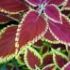 Coleusul este usor de ingrijit