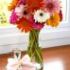 Ce semnificatie are gerbera ?