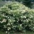 Viburnum