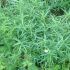 Legume perene. Tarhonul
