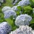 Hortensia