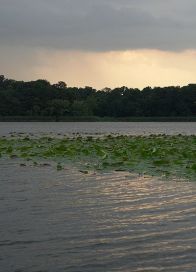 Aria naturala protejata “Lacul Snagov” 