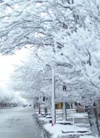 Tratamente fitoterapeutice pentru degeraturi