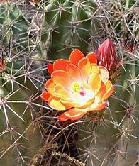 Ingrijirea corespunzatoare a cactusilor