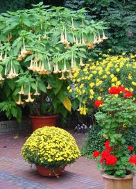Primul ajutor pentru plantele din balcon