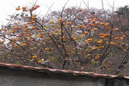 Fructele de toamna, ideale pentru decorarea gradinii