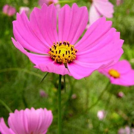 Flori care tolereaza caldura (1)