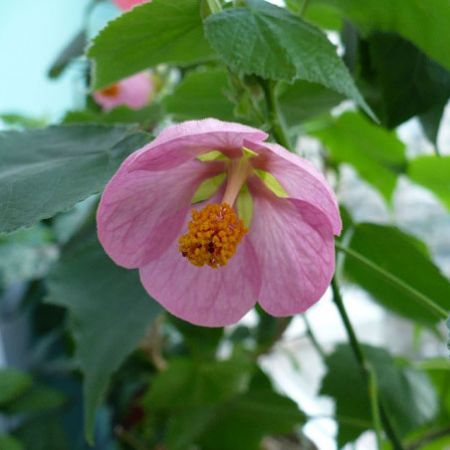 Abutilon