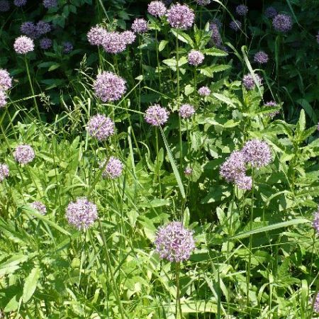 allium rosenbachianum