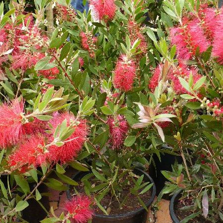 callistemon