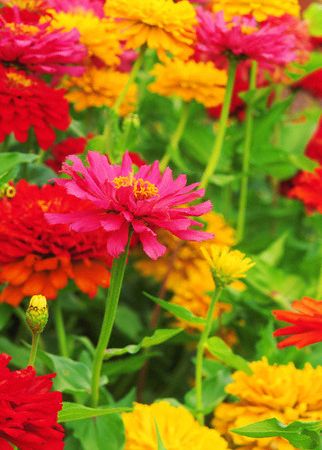 Carciumareasa - Zinnia elegans 1